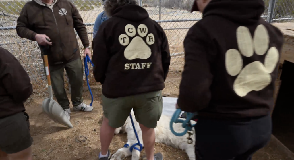 Witness Protection - A Sanctuary’s Most Dangerous Mission